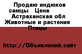 Продаю индюков самцы › Цена ­ 2 500 - Астраханская обл. Животные и растения » Птицы   